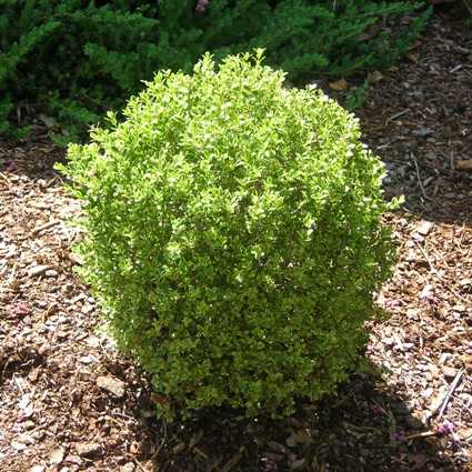 Golden Dream Boxwood